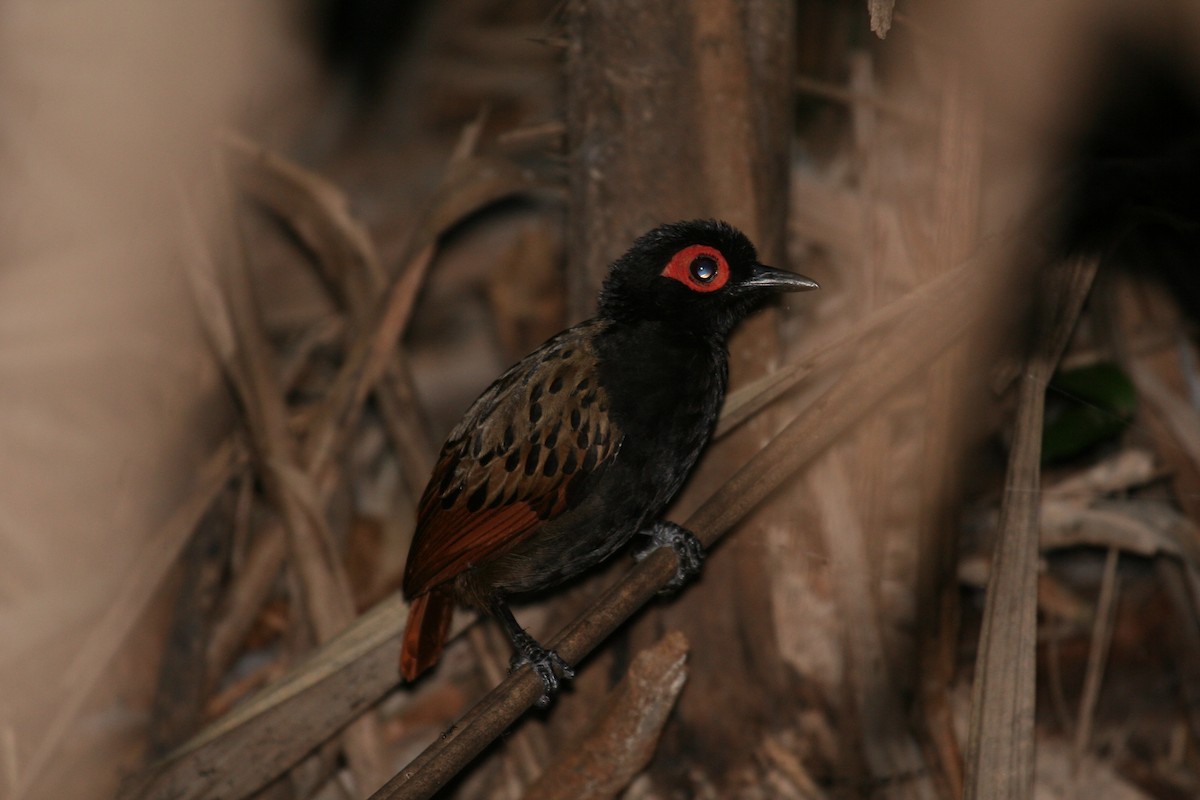 Black-spotted Bare-eye - ML599339831