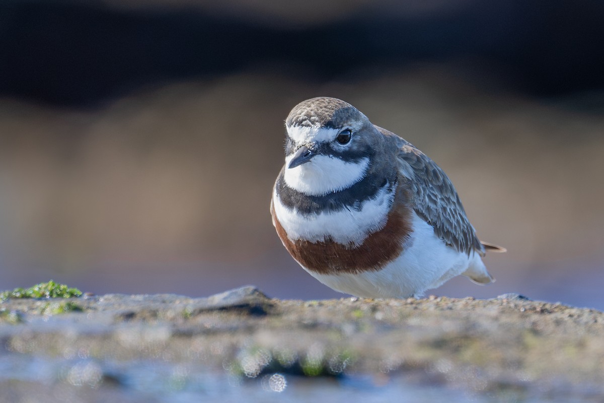 Double-banded Plover - David Southall