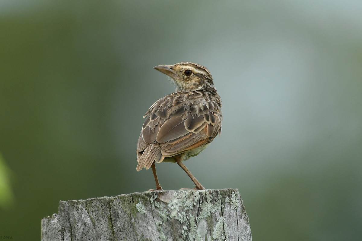 Indochinese Bushlark - Supaporn Teamwong