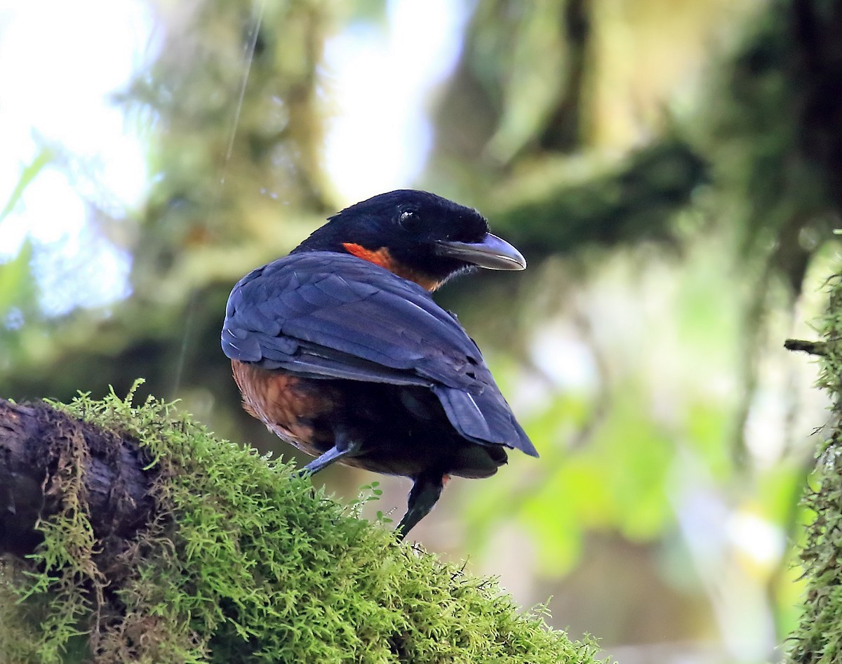 Red-ruffed Fruitcrow - ML599341001