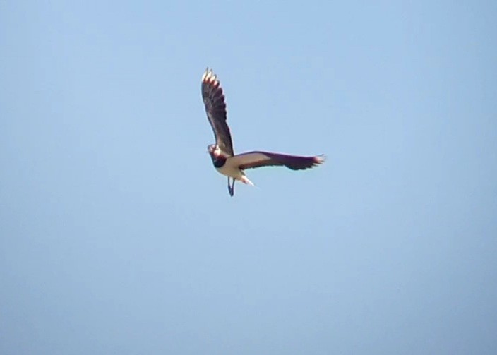 Northern Lapwing - ML599341201