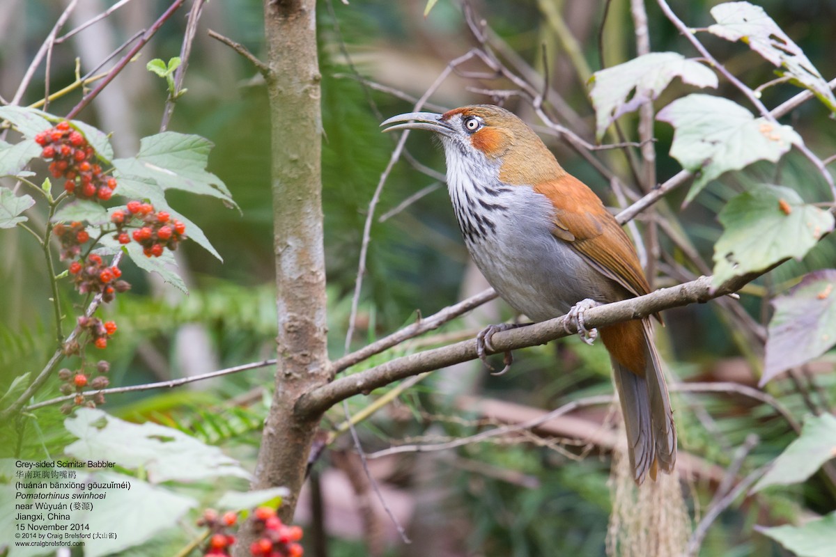 Gray-sided Scimitar-Babbler - Craig Brelsford