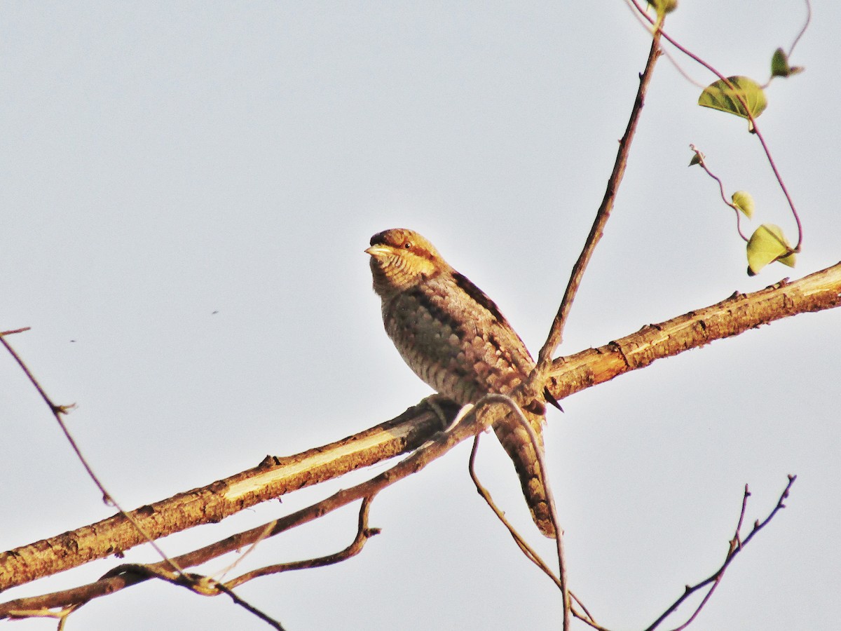 Eurasian Wryneck - ML599342191