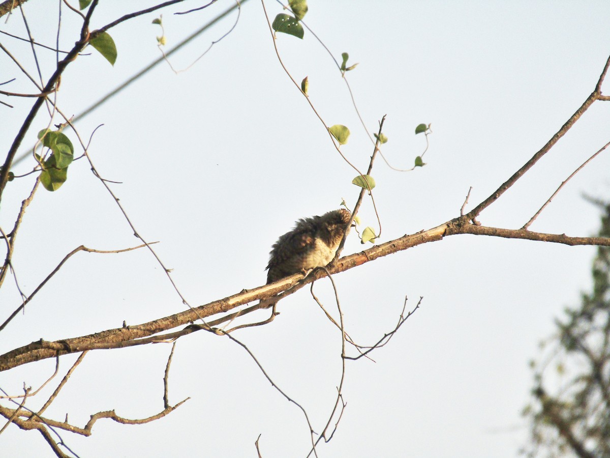 Eurasian Wryneck - ML599342201