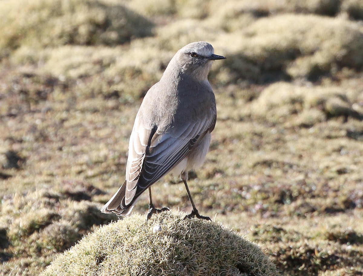 White-fronted Ground-Tyrant - Ashley Banwell