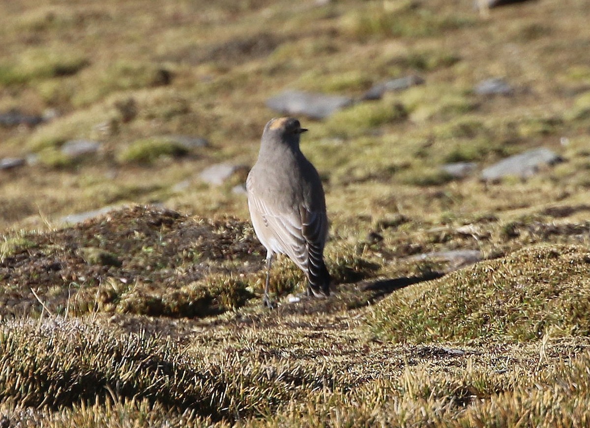 Ochre-naped Ground-Tyrant - Ashley Banwell