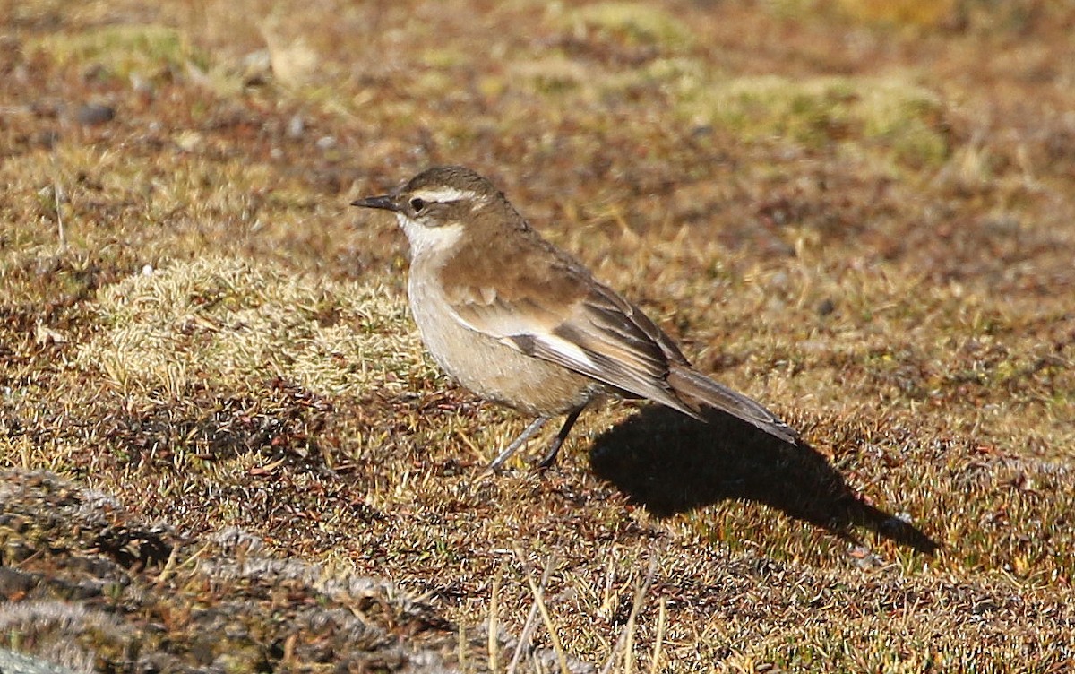 Cream-winged Cinclodes - Ashley Banwell