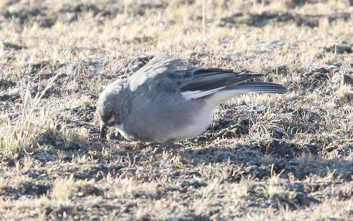 Idiopsar leucoptère - ML599342741