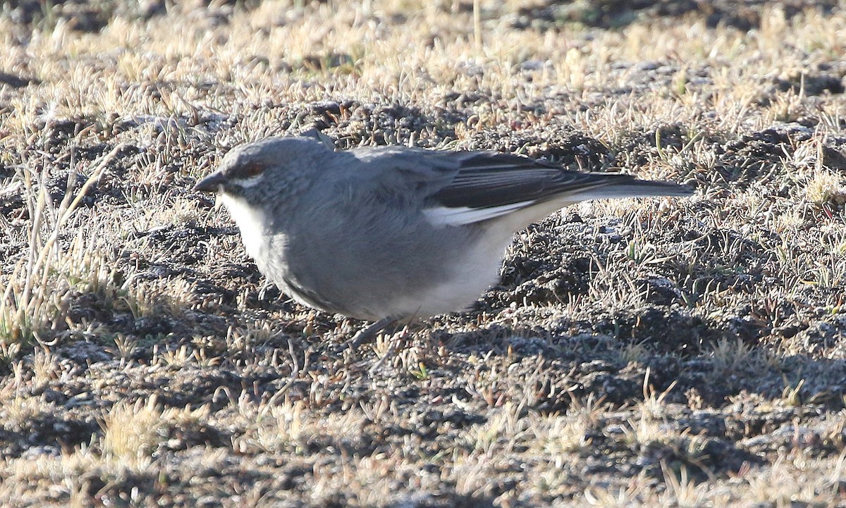 Idiopsar leucoptère - ML599342751