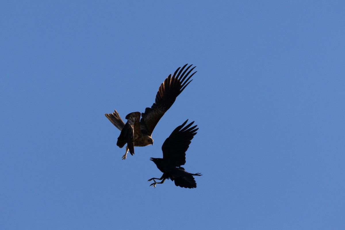 Corbeau du désert - ML599343421