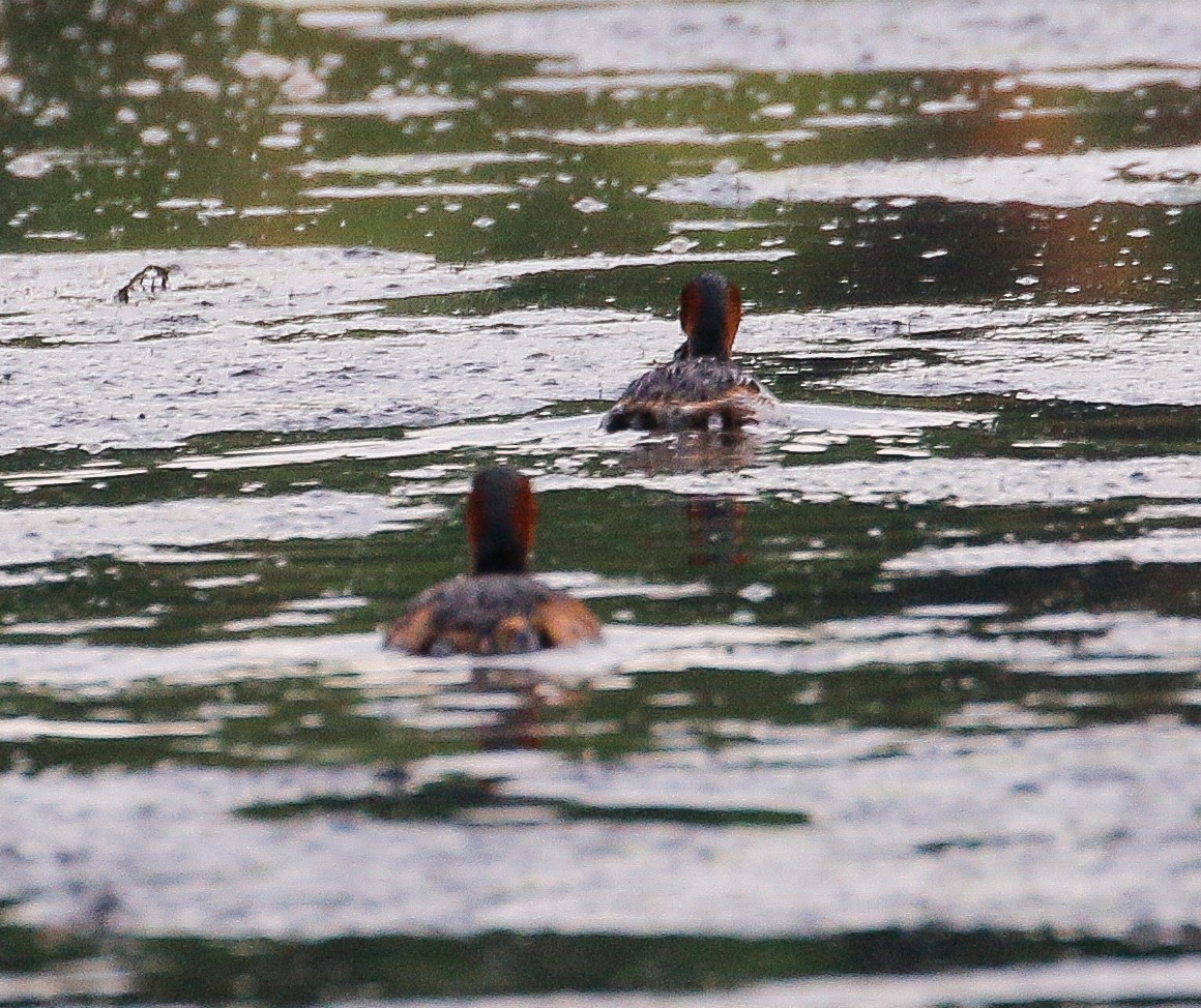 Little Grebe - ML599344281