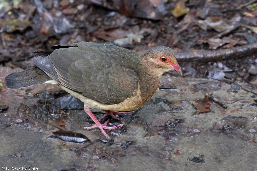 holub hnědočervený - ML59934441