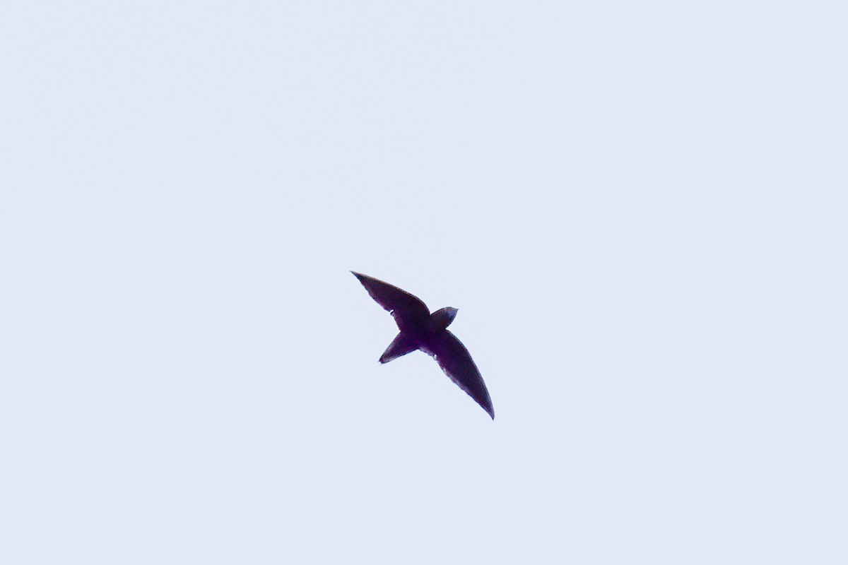 Short-tailed Swift - ML599345061