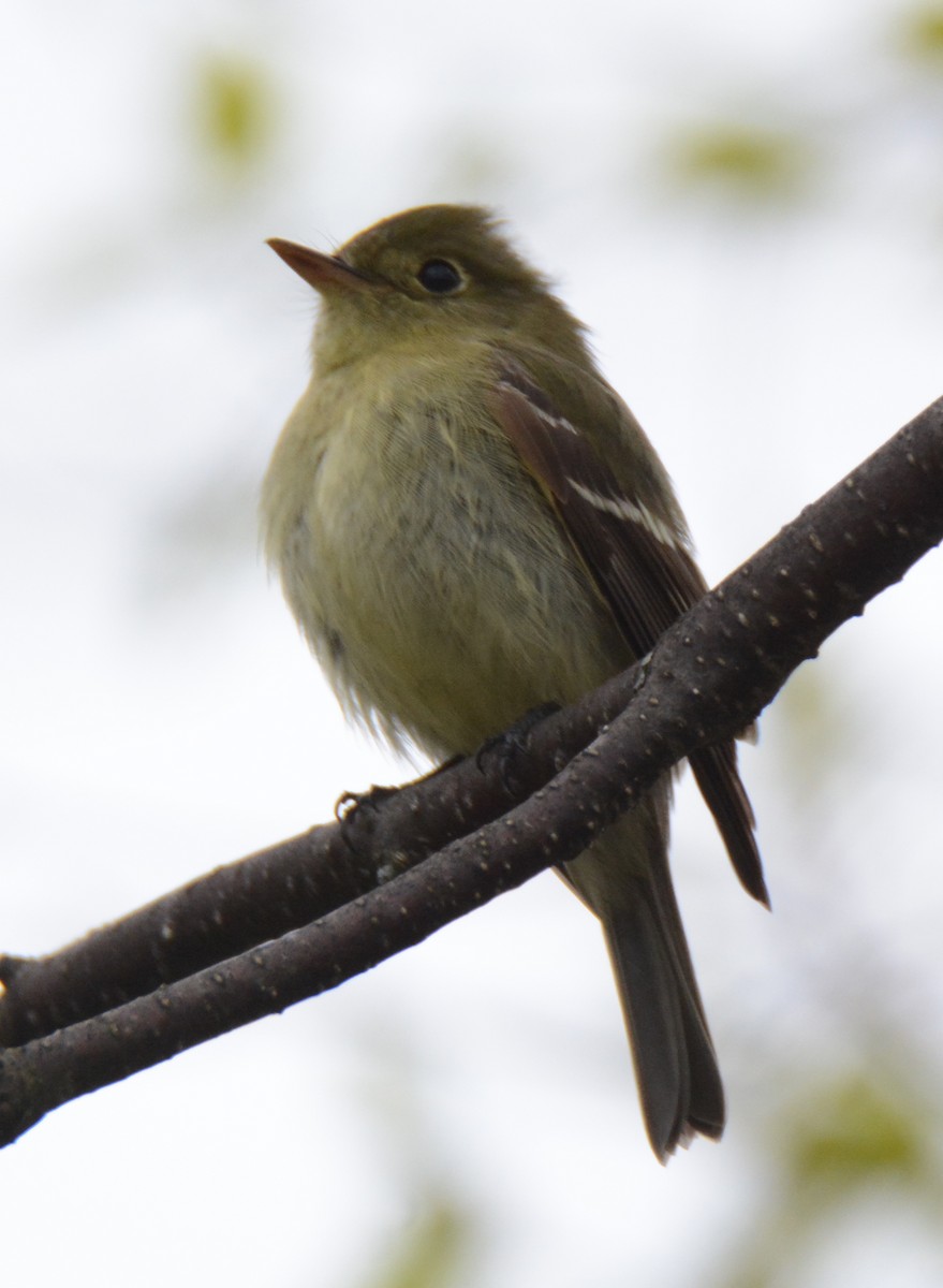 Yellow-bellied Flycatcher - Thomas Smythe