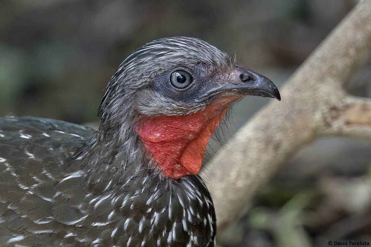 Band-tailed Guan - ML599345511