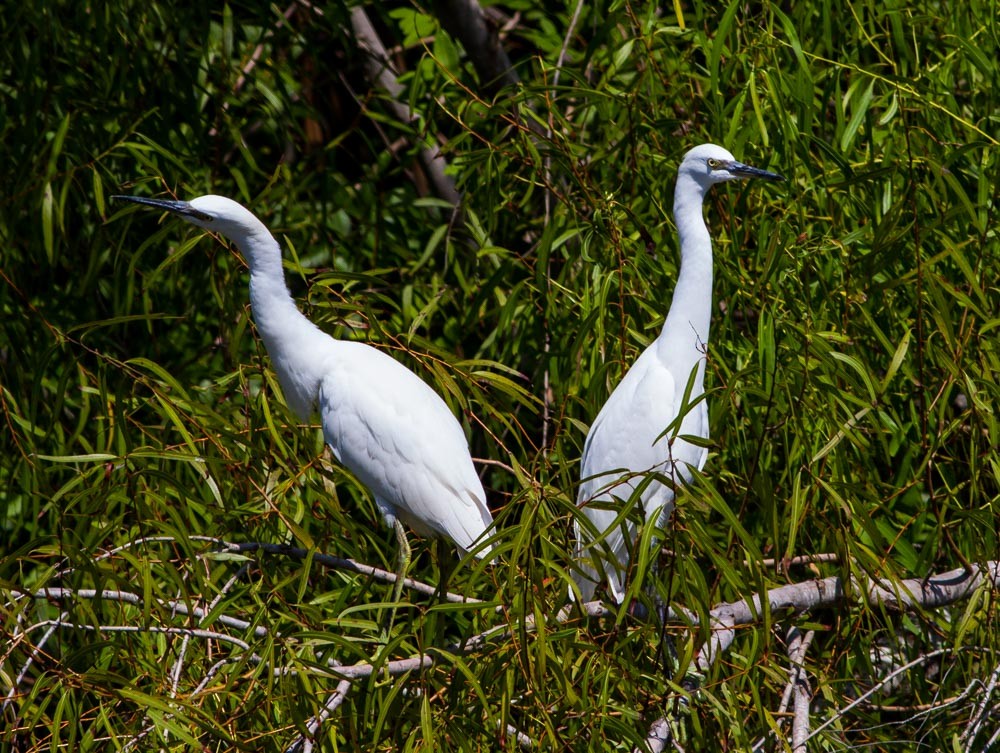 Little Blue Heron - ML59934591