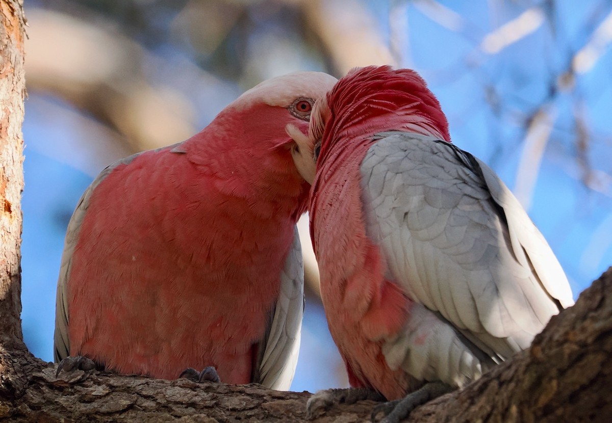 Cacatúa Galah - ML599347641