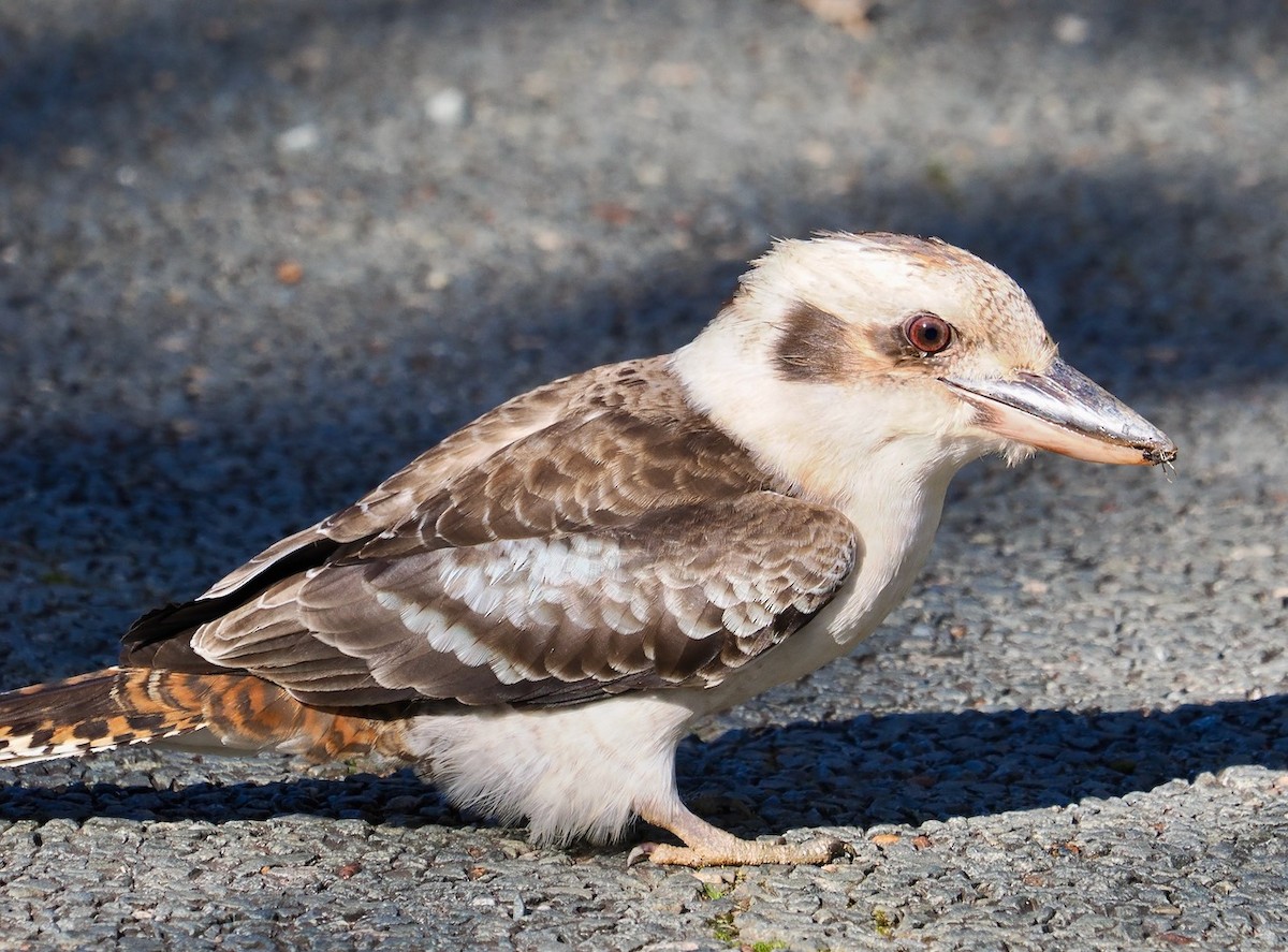 Laughing Kookaburra - Ken Glasson