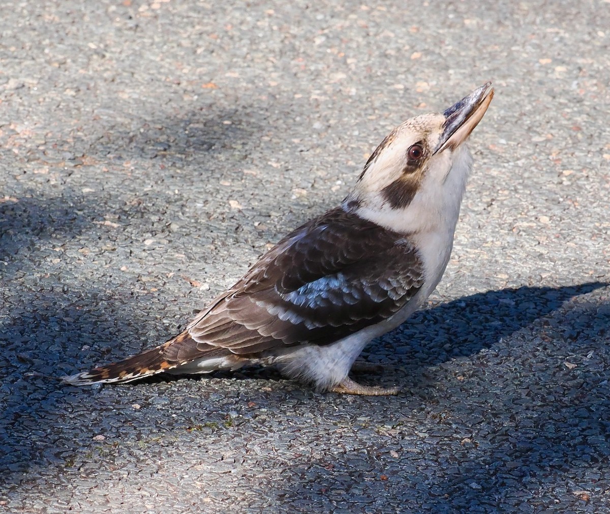 Laughing Kookaburra - Ken Glasson