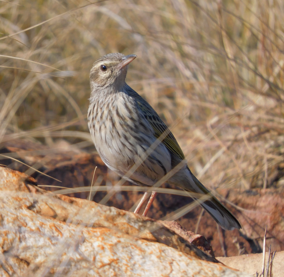 Striped Pipit - ML599348181