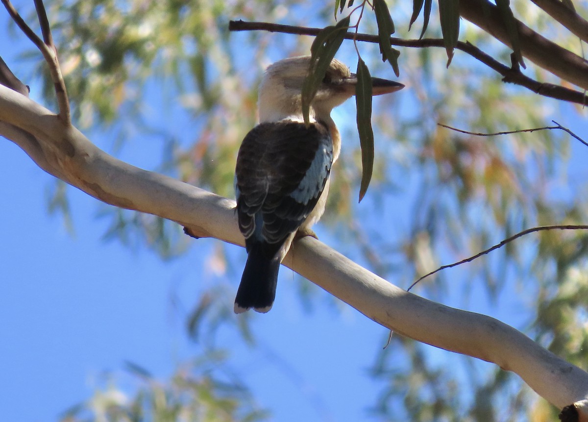 Blue-winged Kookaburra - Sue Beatty