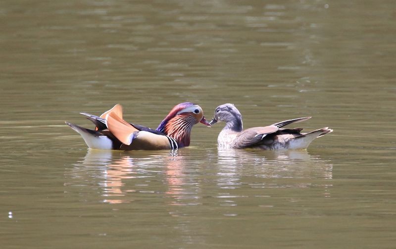 Mandarin Duck - ML599350031