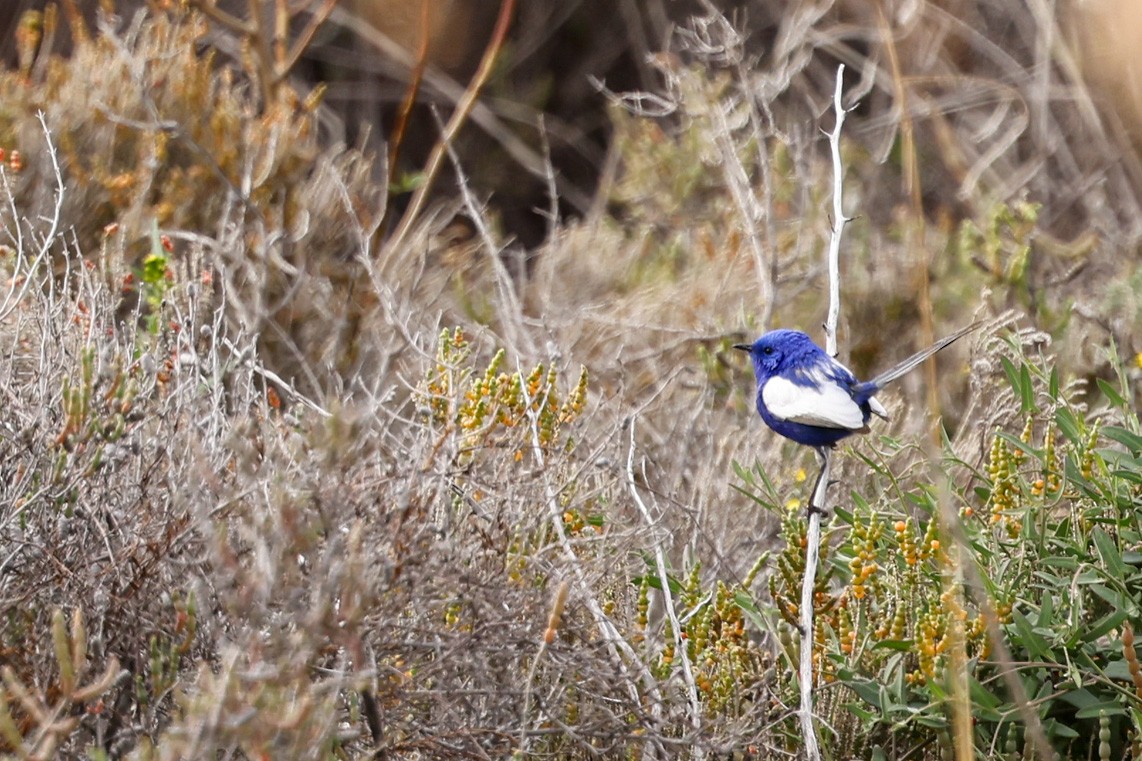 White-winged Fairywren - ML599351791