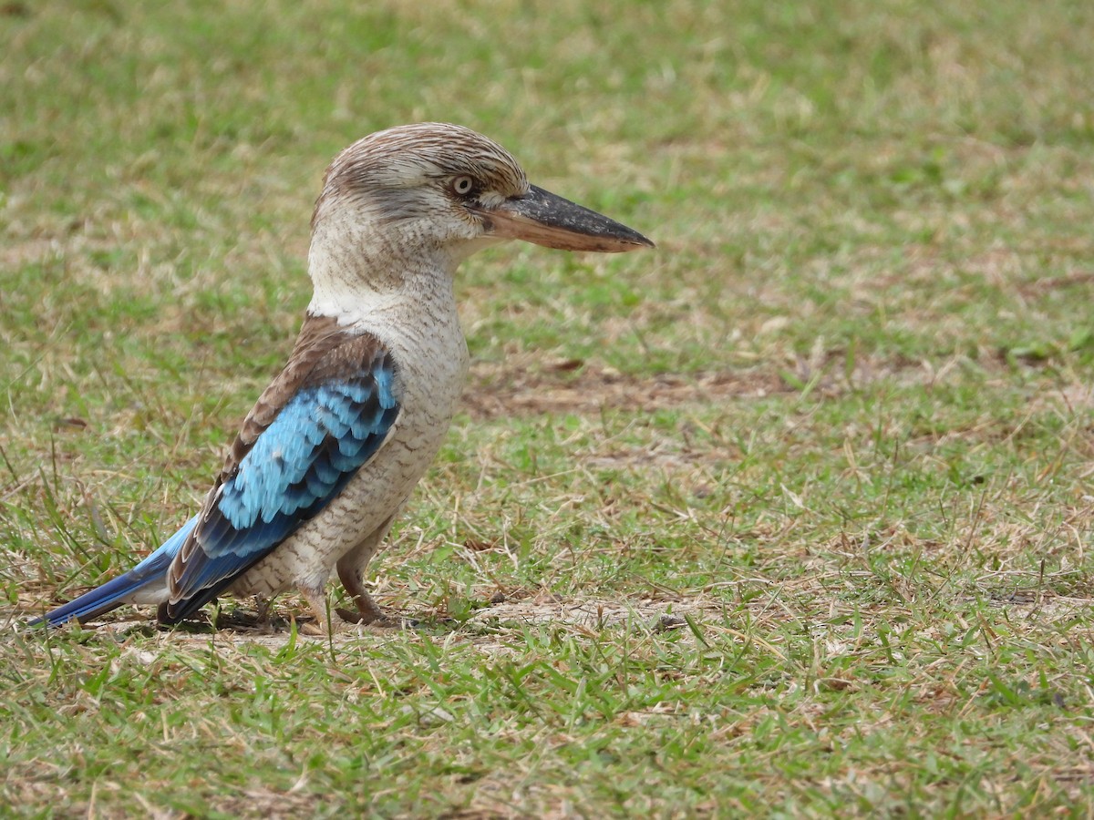 Martin-chasseur à ailes bleues - ML599351841