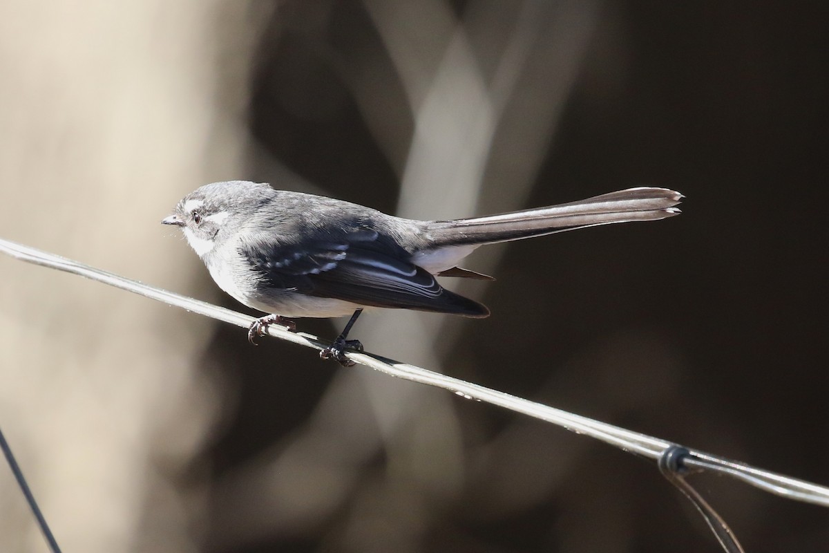 Gray Fantail - ML599351891