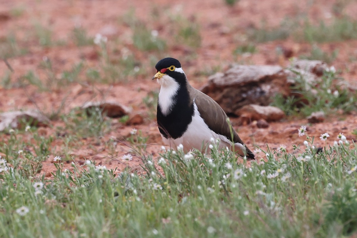 Banded Lapwing - Richard and Margaret Alcorn