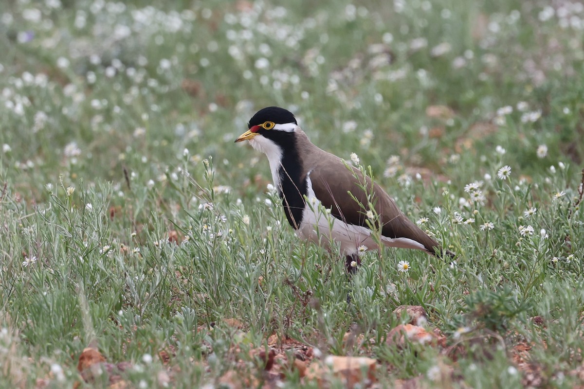 Banded Lapwing - Richard and Margaret Alcorn