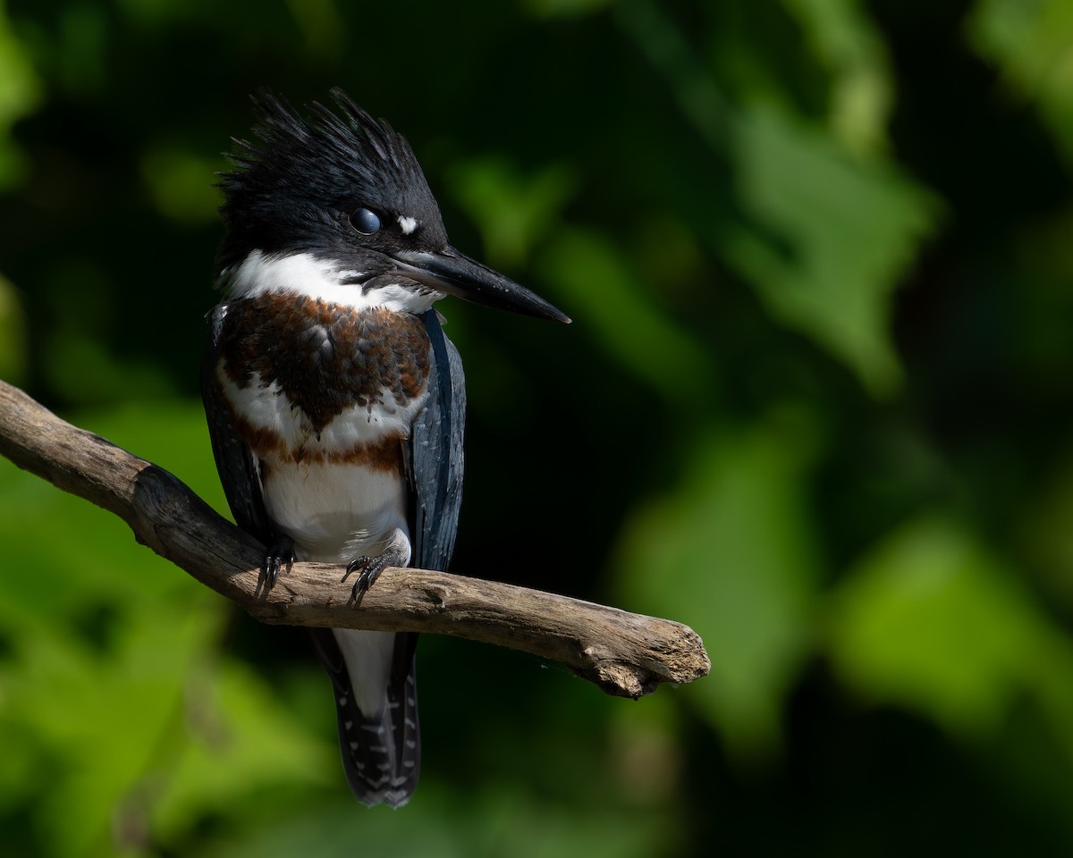 Belted Kingfisher - ML599352681