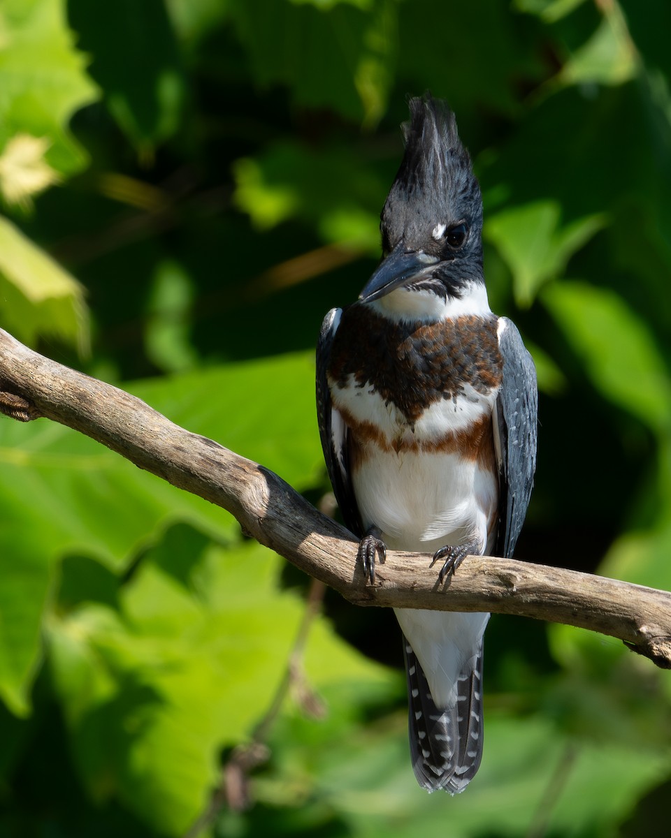 Belted Kingfisher - ML599352691
