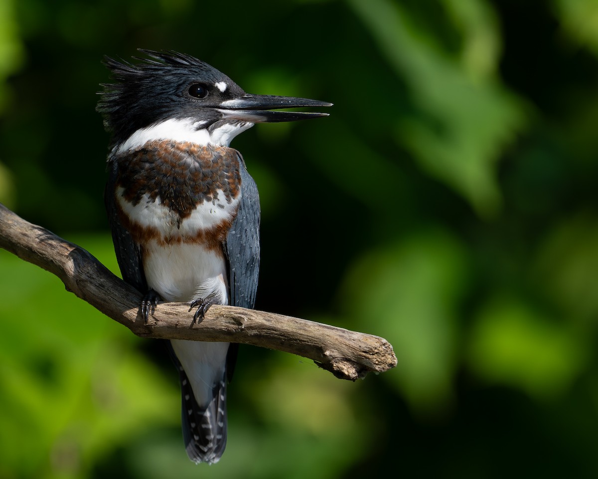 Belted Kingfisher - ML599352701