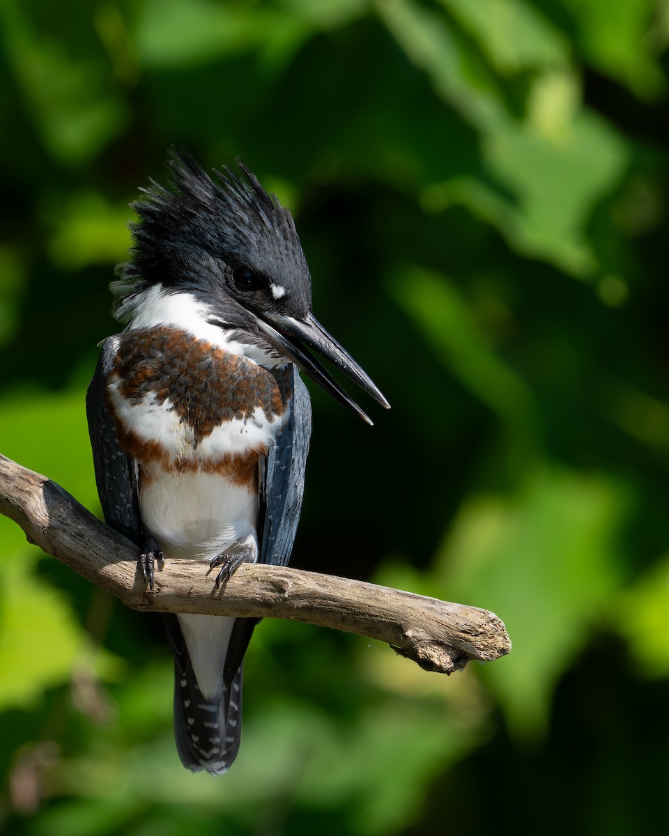 Belted Kingfisher - ML599352711