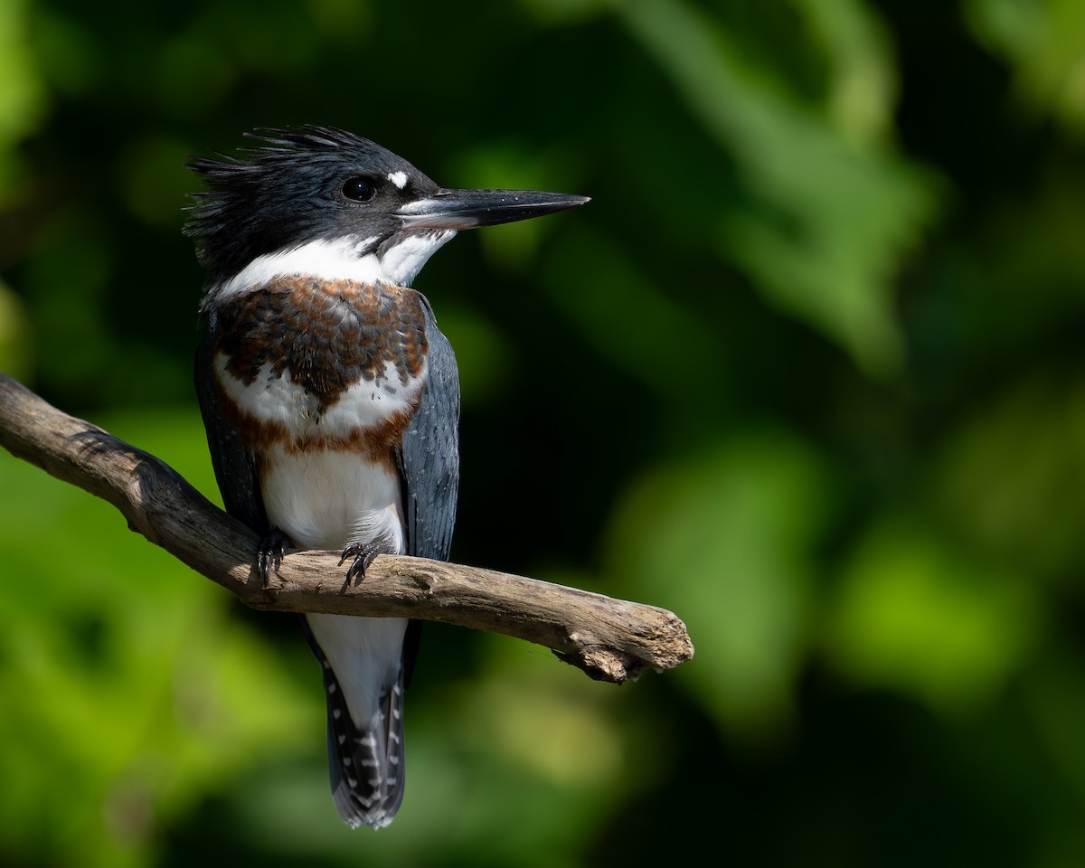 Belted Kingfisher - ML599352721