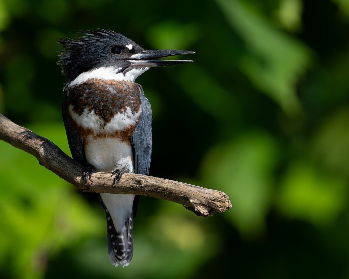 Belted Kingfisher - ML599352731