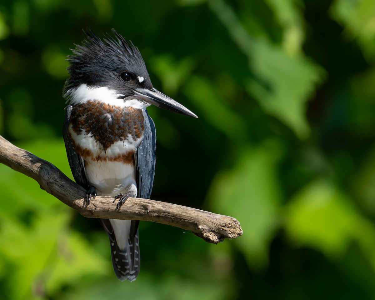 Belted Kingfisher - ML599352741