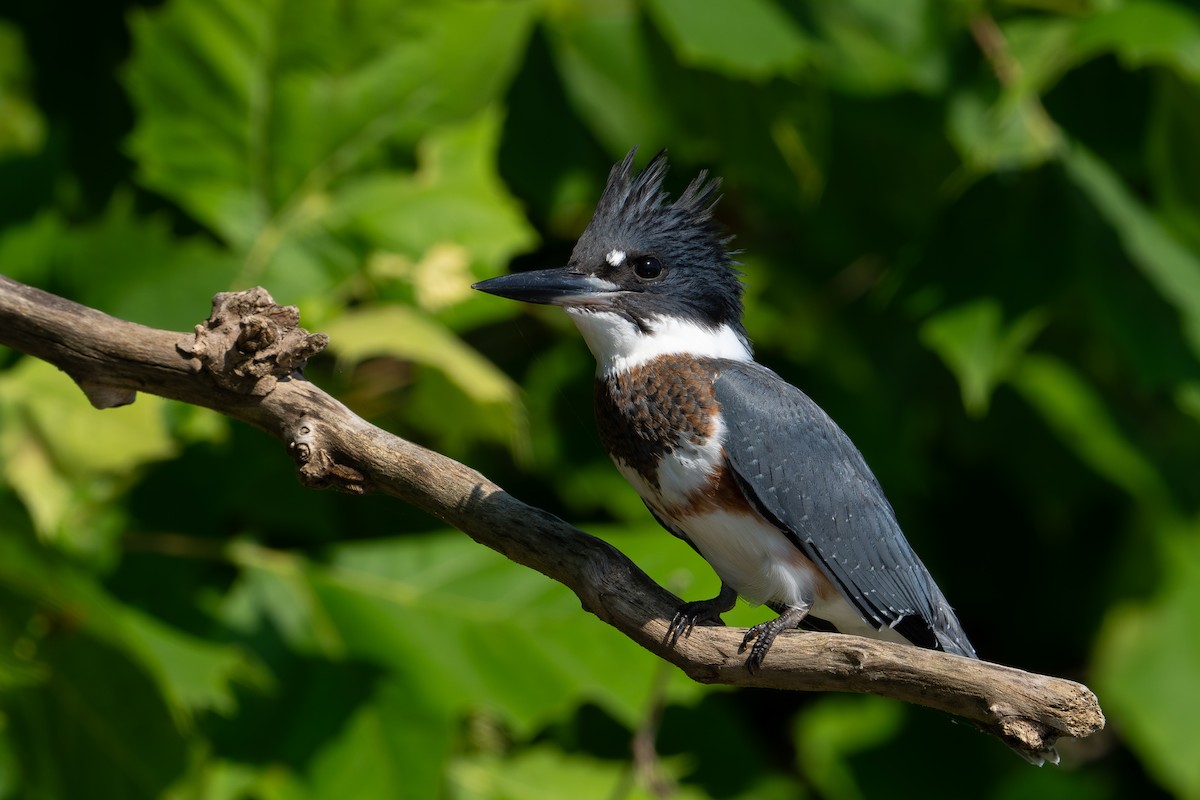 Belted Kingfisher - ML599352751