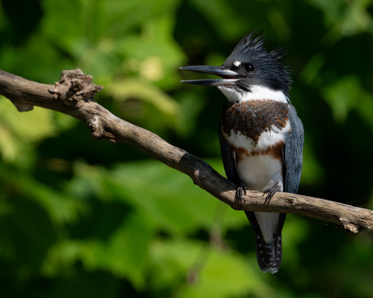 Belted Kingfisher - ML599352761