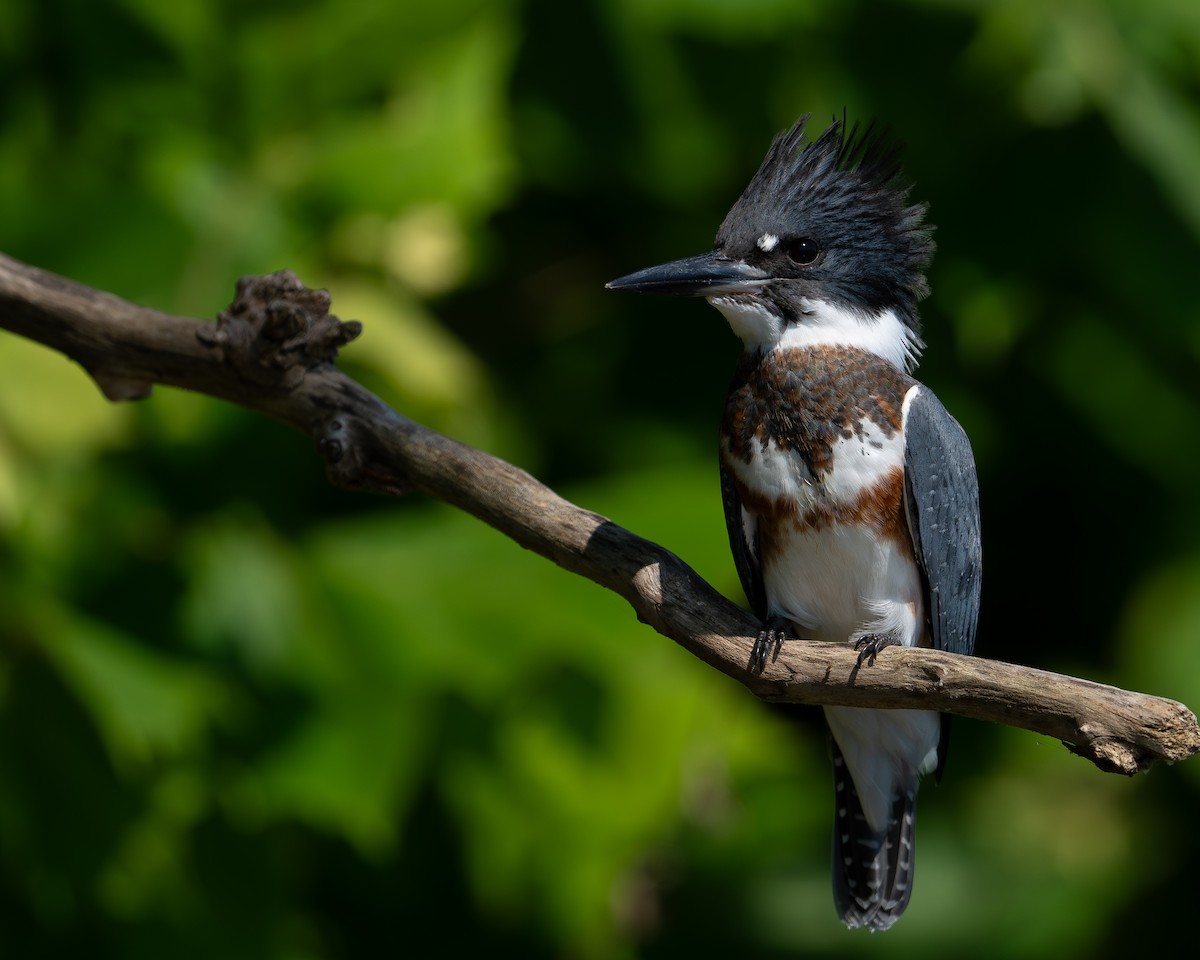 Belted Kingfisher - ML599352771