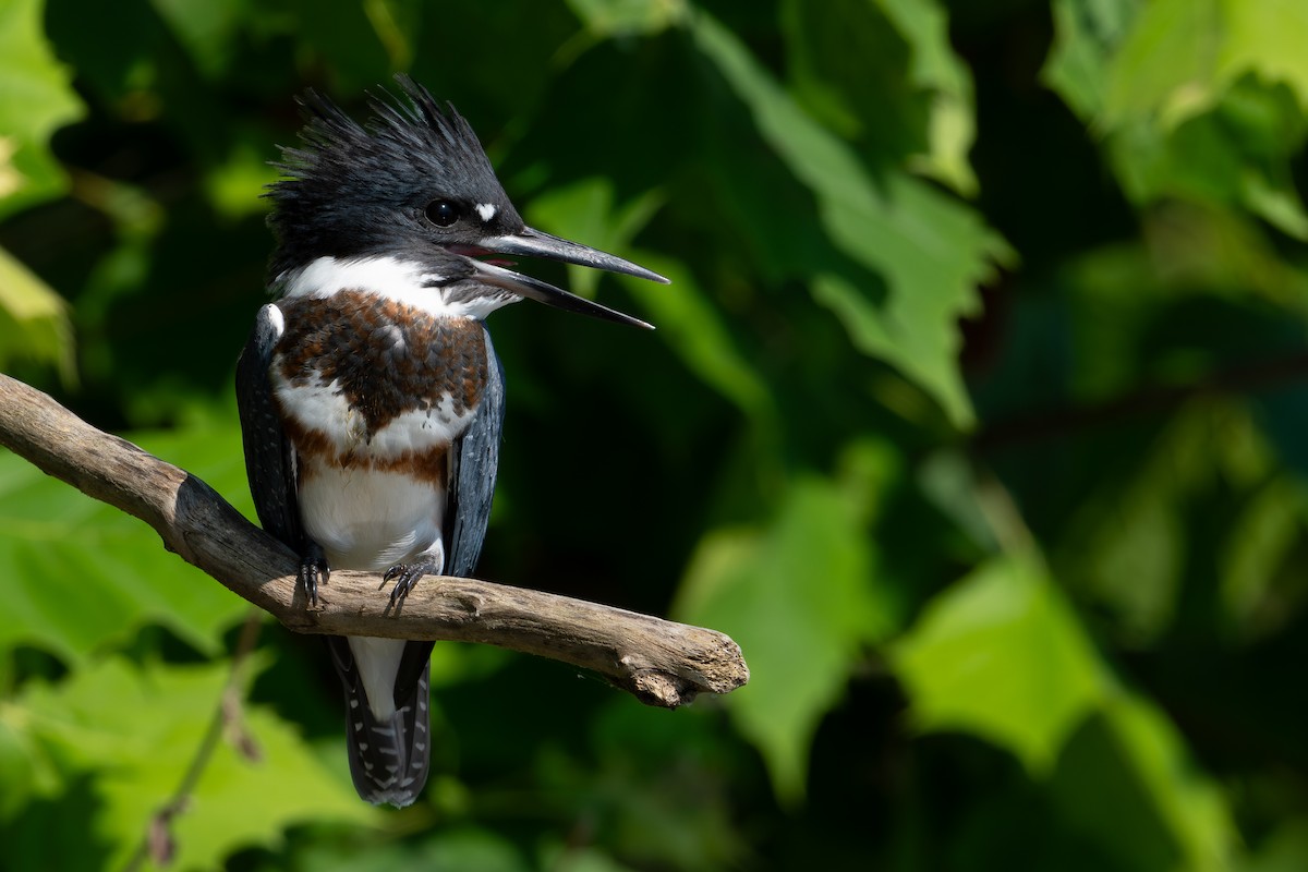 Belted Kingfisher - ML599352781
