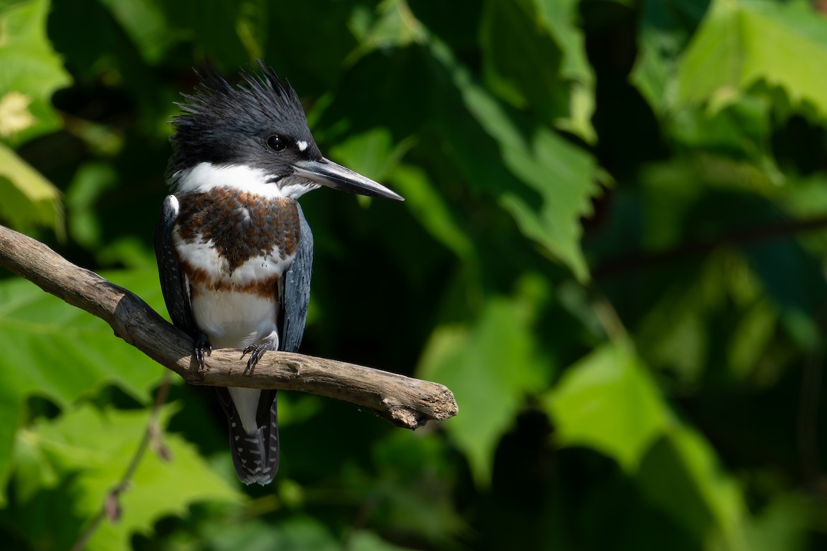 Belted Kingfisher - ML599352791