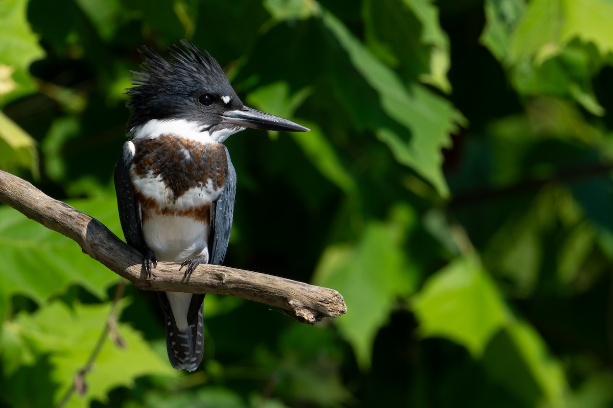 Belted Kingfisher - ML599352801