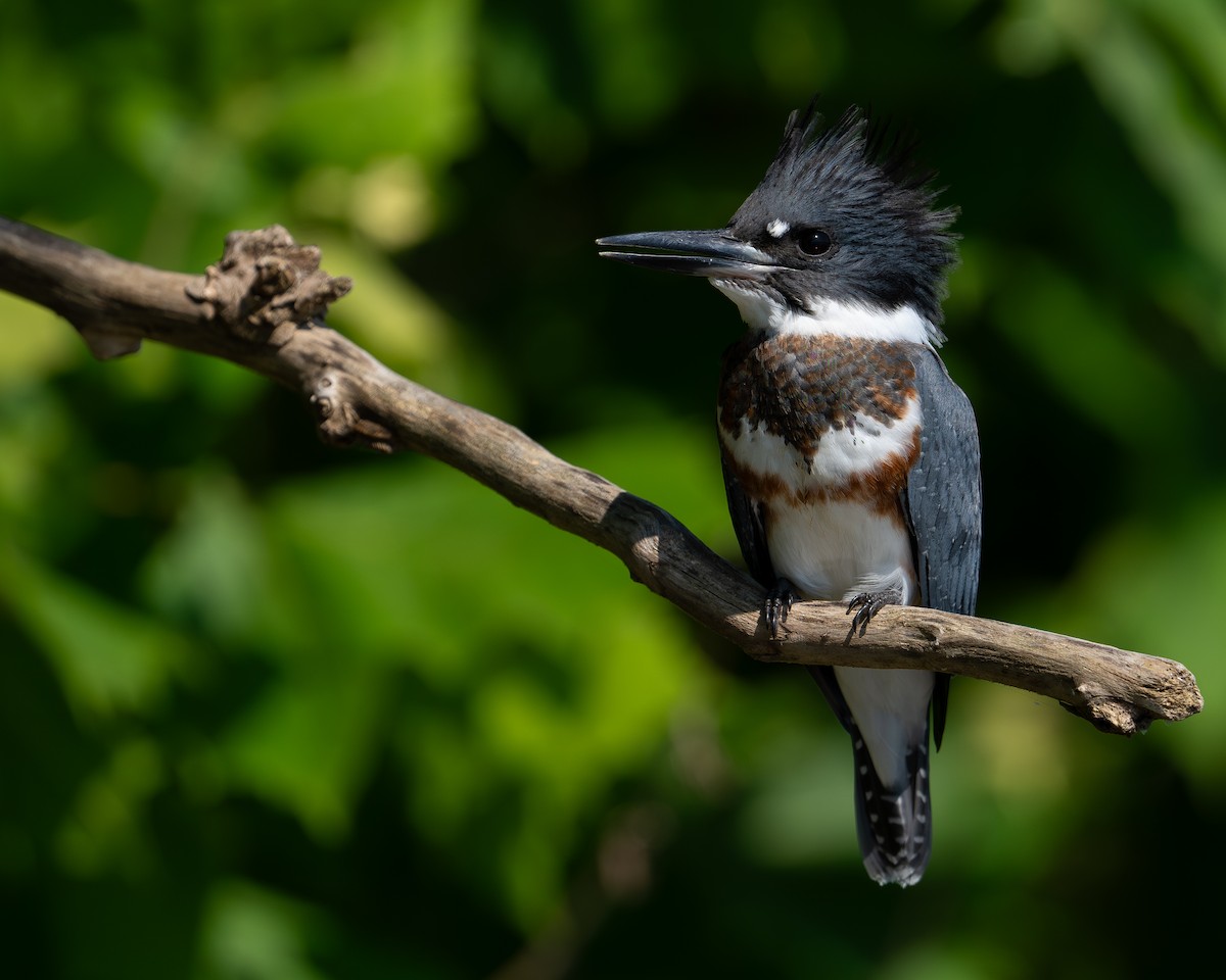 Belted Kingfisher - ML599352811