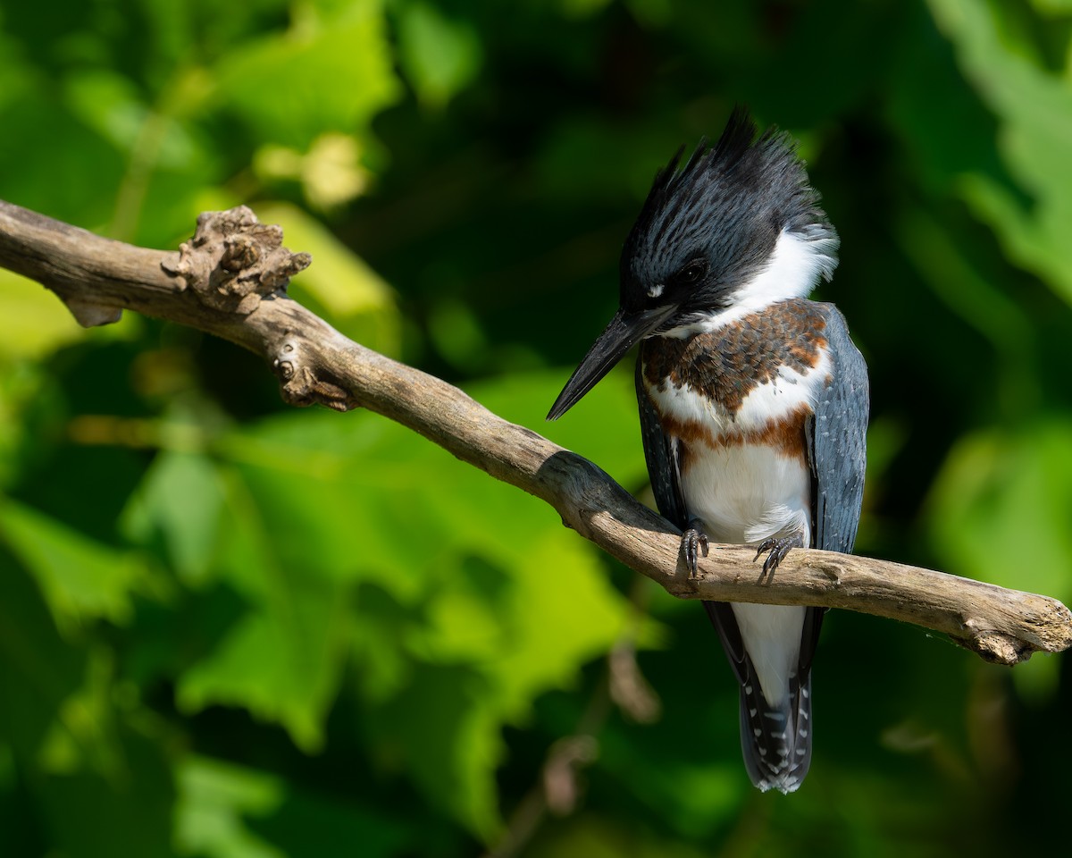 Belted Kingfisher - ML599352821
