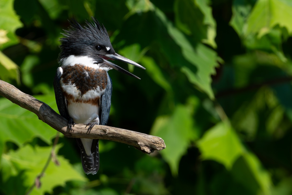 Belted Kingfisher - ML599352831