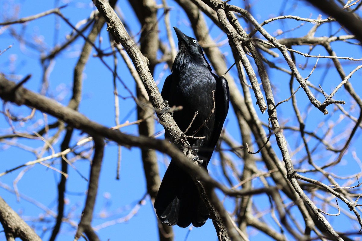 Australian Raven - ML599353211