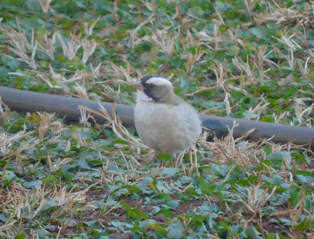 White-browed Sparrow-Weaver - ML599353941