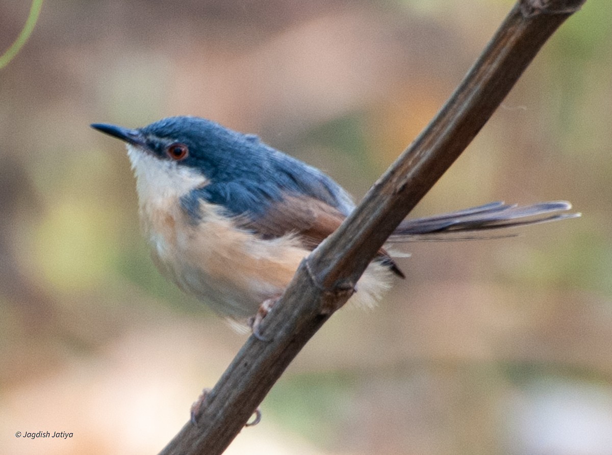 Ashy Prinia - ML599354191